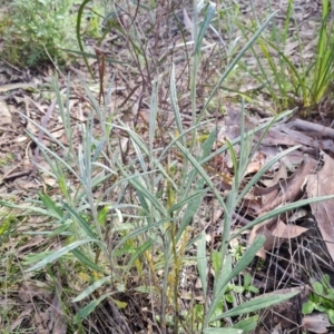 Senecio quadridentatus at Isaacs, ACT - 13 Sep 2021