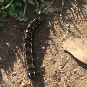 Apina callisto at Garran, ACT - 13 Sep 2021 03:47 PM