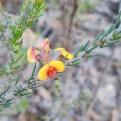 Dillwynia sericea (Egg And Bacon Peas) at Farrer, ACT - 13 Sep 2021 by Mike