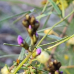 Glycine clandestina (Twining Glycine) at Farrer Ridge - 13 Sep 2021 by Mike