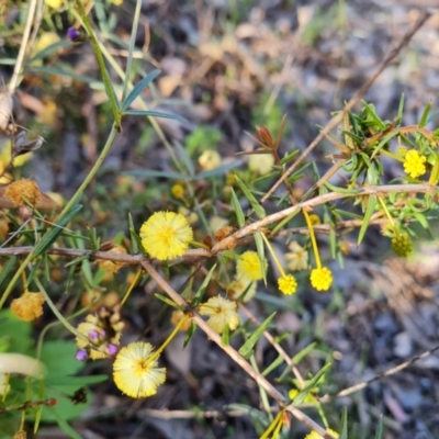 Acacia ulicifolia (Prickly Moses) at Farrer Ridge - 13 Sep 2021 by Mike