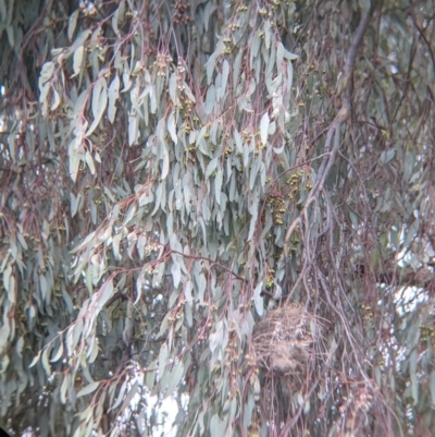 Manorina melanocephala (Noisy Miner) at Thurgoona, NSW - 12 Sep 2021 by Darcy