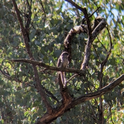 Cacomantis flabelliformis (Fan-tailed Cuckoo) at Chiltern, VIC - 1 Aug 2021 by Darcy