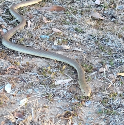 Pseudonaja textilis (Eastern Brown Snake) at Oak Valley, QLD - 24 Nov 2020 by sayoung15