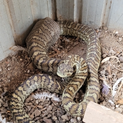 Morelia spilota mcdowelli (Eastern, Coastal or McDowell's Carpet python) at Alice River, QLD - 25 Nov 2020 by sayoung15