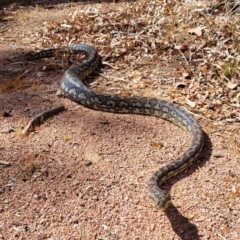 Morelia spilota mcdowelli (Eastern, Coastal or McDowell's Carpet python) at Rasmussen, QLD - 12 Dec 2020 by sayoung15