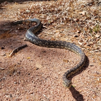 Morelia spilota mcdowelli (Eastern, Coastal or McDowell's Carpet python) at Rasmussen, QLD - 13 Dec 2020 by sayoung15