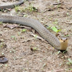 Tropidonophis mairii subsp. mairii (keelback, freshwater snake) at Rangewood, QLD - 29 Dec 2020 by sayoung15