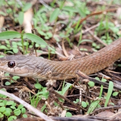 Tropidonophis mairii subsp. mairii (keelback, freshwater snake) at Alice River, QLD - 29 Dec 2020 by sayoung15