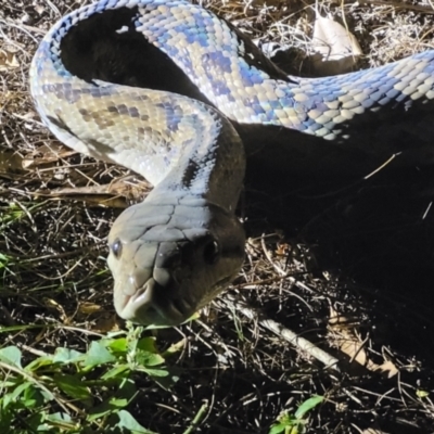 Simalia kinghorni (Scrub Python) at Hervey Range, QLD - 18 May 2021 by sayoung15