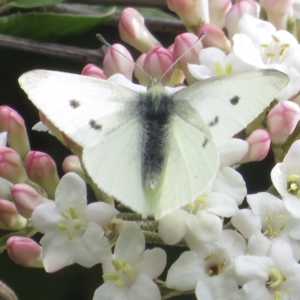 Pieris rapae at Narrabundah, ACT - 10 Sep 2021 12:11 PM