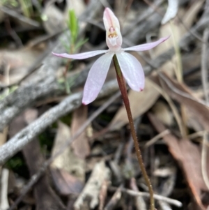 Caladenia fuscata at Denman Prospect, ACT - suppressed