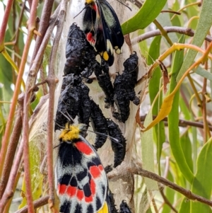 Delias harpalyce at Tuggeranong DC, ACT - suppressed