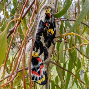 Delias harpalyce at Tuggeranong DC, ACT - suppressed