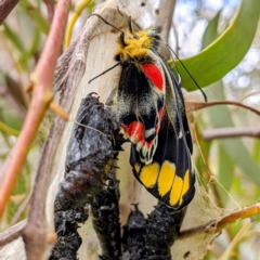 Delias harpalyce at Tuggeranong DC, ACT - suppressed