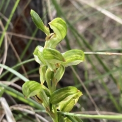 Bunochilus montanus (ACT) = Pterostylis jonesii (NSW) (Montane Leafy Greenhood) at Denman Prospect, ACT - 13 Sep 2021 by AnneG1