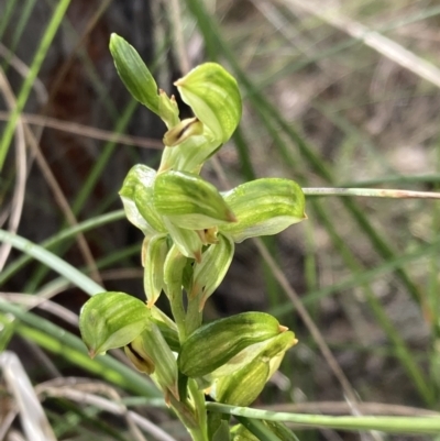 Bunochilus montanus (ACT) = Pterostylis jonesii (NSW) (Montane Leafy Greenhood) at Denman Prospect, ACT - 13 Sep 2021 by AnneG1