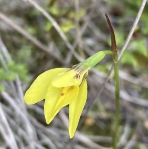 Diuris chryseopsis at Denman Prospect, ACT - 13 Sep 2021