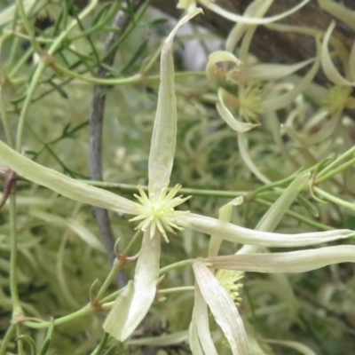 Clematis leptophylla (Small-leaf Clematis, Old Man's Beard) at Symonston, ACT - 13 Sep 2021 by RobParnell