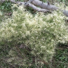 Clematis leptophylla at Symonston, ACT - 13 Sep 2021