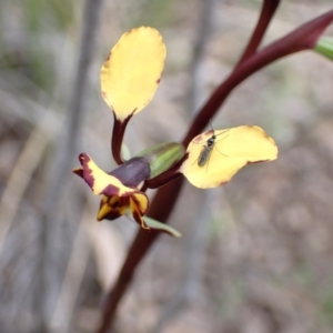 Diuris pardina at Denman Prospect, ACT - 13 Sep 2021