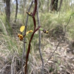 Diuris pardina at Denman Prospect, ACT - 13 Sep 2021