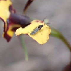 Diuris pardina at Denman Prospect, ACT - 13 Sep 2021