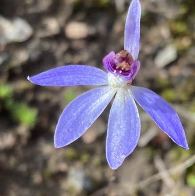 Cyanicula caerulea (Blue Fingers, Blue Fairies) at Block 402 - 13 Sep 2021 by AnneG1