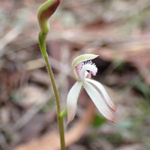 Caladenia ustulata at Denman Prospect, ACT - 13 Sep 2021