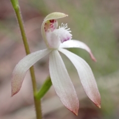 Caladenia ustulata at Denman Prospect, ACT - 13 Sep 2021