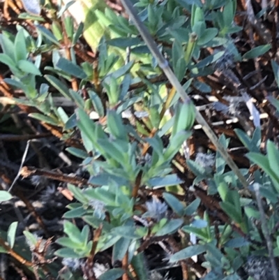 Pimelea linifolia (Slender Rice Flower) at Deakin, ACT - 7 Sep 2021 by Tapirlord