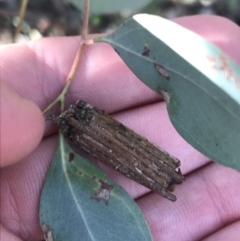 Clania lewinii & similar Casemoths (Parallel stick Case Moths) at Deakin, ACT - 7 Sep 2021 by Tapirlord