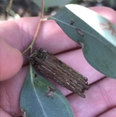 Clania lewinii & similar Casemoths at Deakin, ACT - 7 Sep 2021 03:32 PM