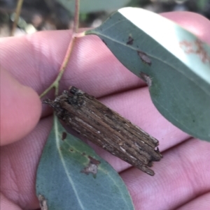 Clania lewinii & similar Casemoths at Deakin, ACT - 7 Sep 2021 03:32 PM