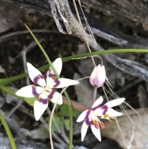 Wurmbea dioica subsp. dioica at Deakin, ACT - 7 Sep 2021