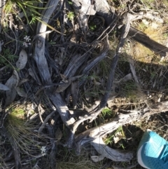 Wurmbea dioica subsp. dioica at Deakin, ACT - 7 Sep 2021