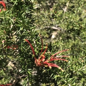 Grevillea juniperina subsp. fortis at Deakin, ACT - 7 Sep 2021