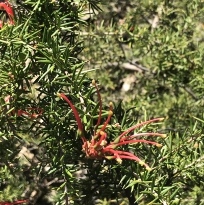 Grevillea juniperina subsp. fortis (Grevillea) at Deakin, ACT - 7 Sep 2021 by Tapirlord