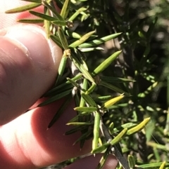 Grevillea juniperina subsp. fortis at Deakin, ACT - 7 Sep 2021 02:40 PM