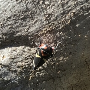 Eurymeloides pulchra at Hughes, ACT - 7 Sep 2021