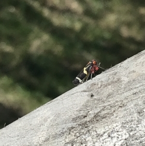 Eurymeloides pulchra at Hughes, ACT - 7 Sep 2021