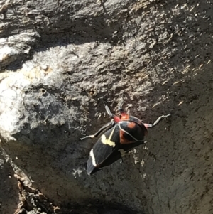 Eurymeloides pulchra at Hughes, ACT - 7 Sep 2021