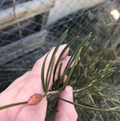 Callistemon sp. (A Bottlebrush) at Deakin, ACT - 7 Sep 2021 by Tapirlord