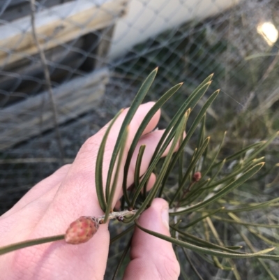 Callistemon sp. (A Bottlebrush) at Deakin, ACT - 7 Sep 2021 by Tapirlord