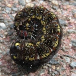 Apina callisto at Narrabundah, ACT - 10 Sep 2021 12:18 PM