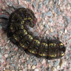 Apina callisto at Narrabundah, ACT - 10 Sep 2021 12:18 PM