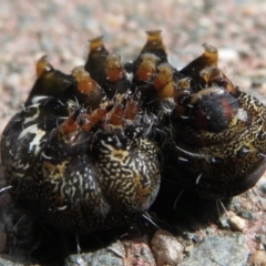 Apina callisto at Narrabundah, ACT - 10 Sep 2021 12:18 PM