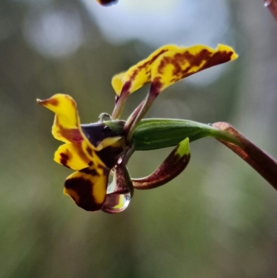 Diuris pardina (Leopard Doubletail) at Stromlo, ACT - 13 Sep 2021 by RobG1