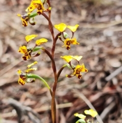 Diuris pardina at Stromlo, ACT - 13 Sep 2021