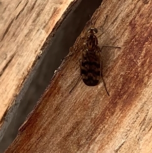 Sylvicola dubius at Murrumbateman, NSW - 13 Sep 2021